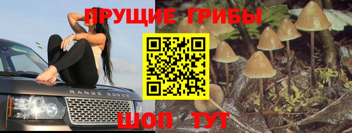 Псилоцибиновые грибы Psilocybine cubensis Куйбышев